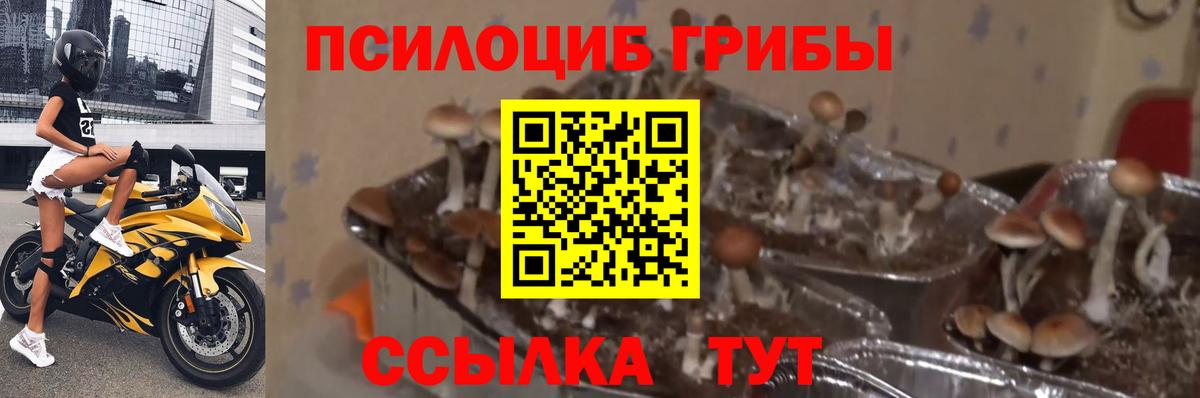 Галлюциногенные грибы мицелий  Псилоцибиновые грибы Cubensis  Михайловск  Вход с VPN 